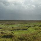 Salzwiesenlandschaft an der Unterelbe