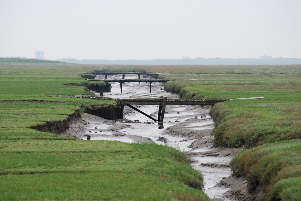 Salzwiesen/Westerhever