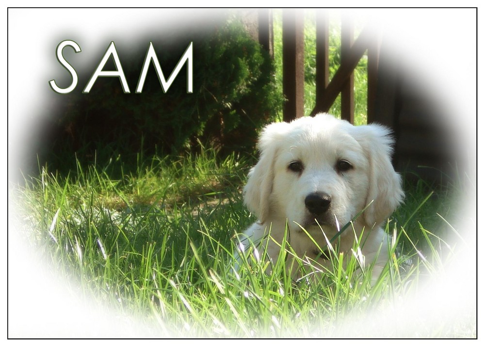 Sam #3