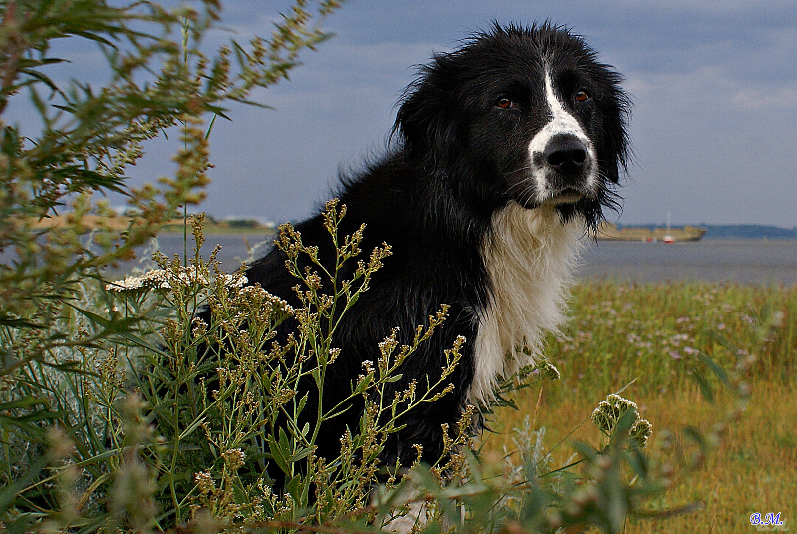 Sam an der Ostsee