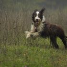 Sam beim Sport