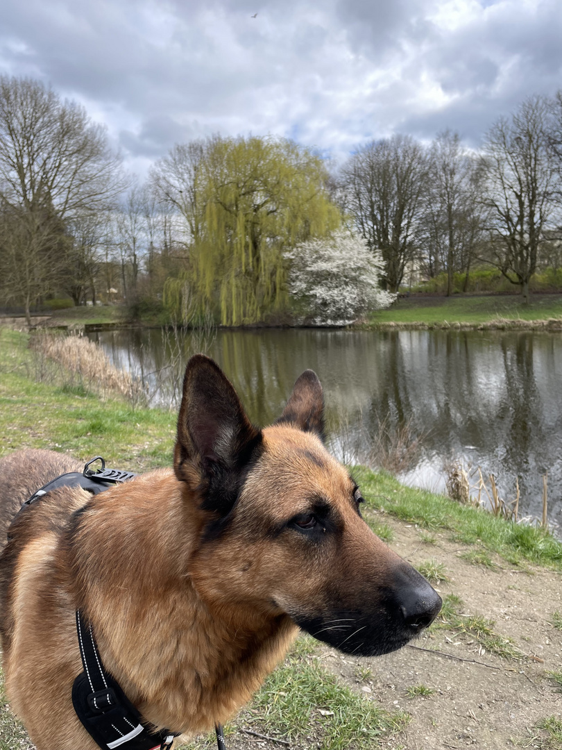 Sam - der "Beobachter" am Teich 