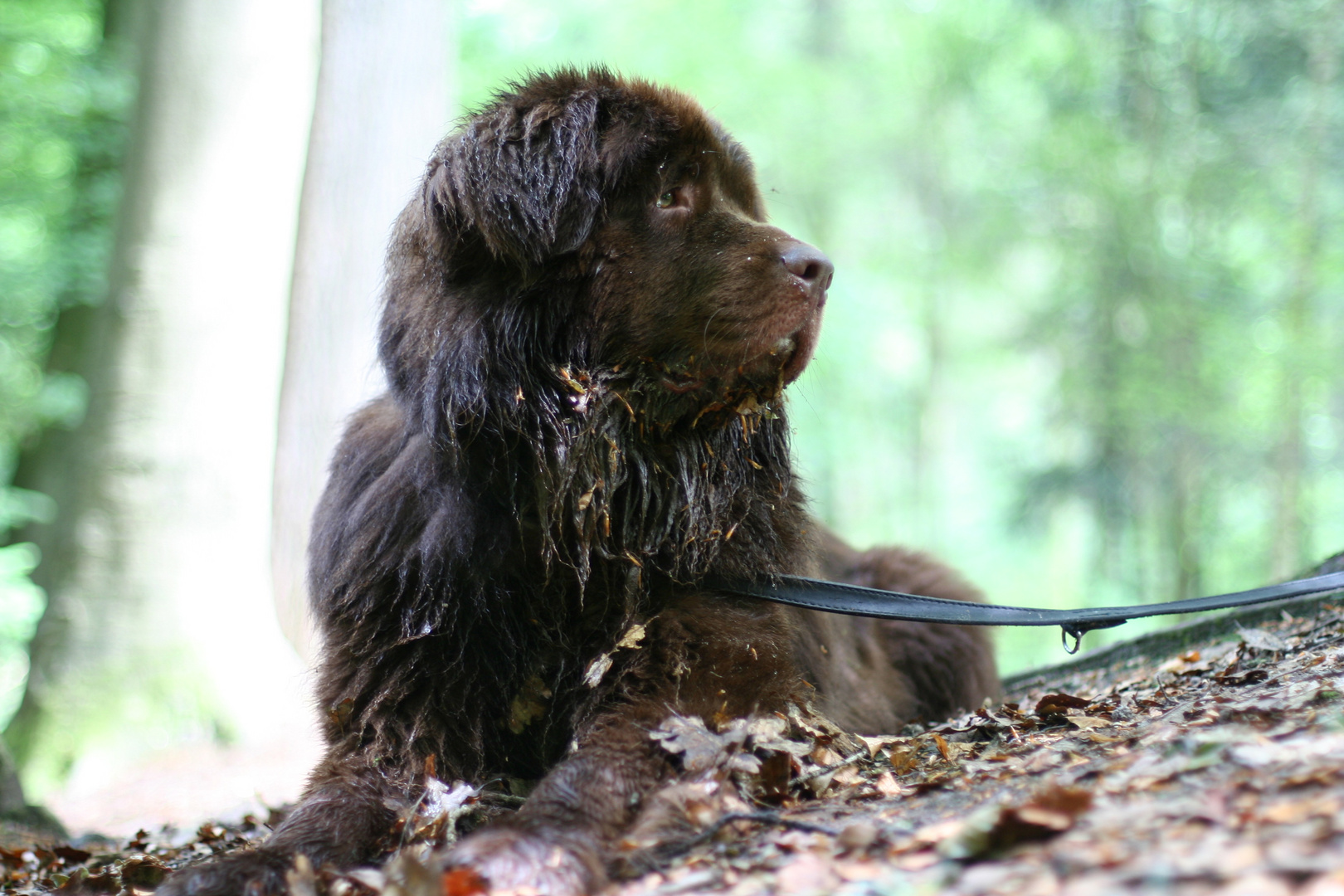 Sam, der Neufundländer