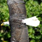 "Sam" der Weißkopfseeadler