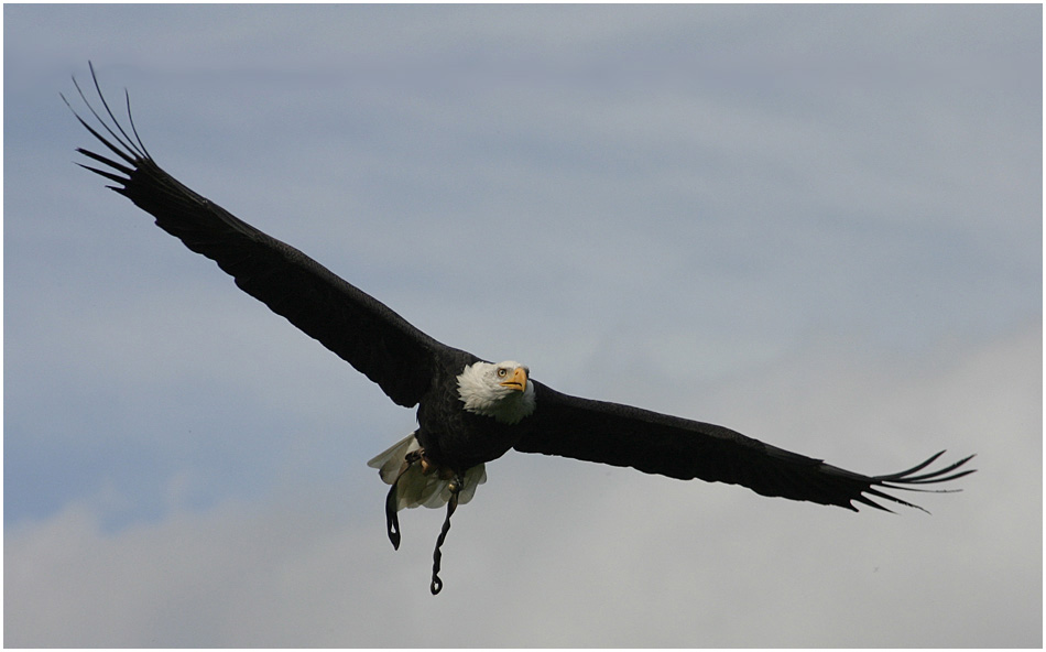 Sam im Anflug