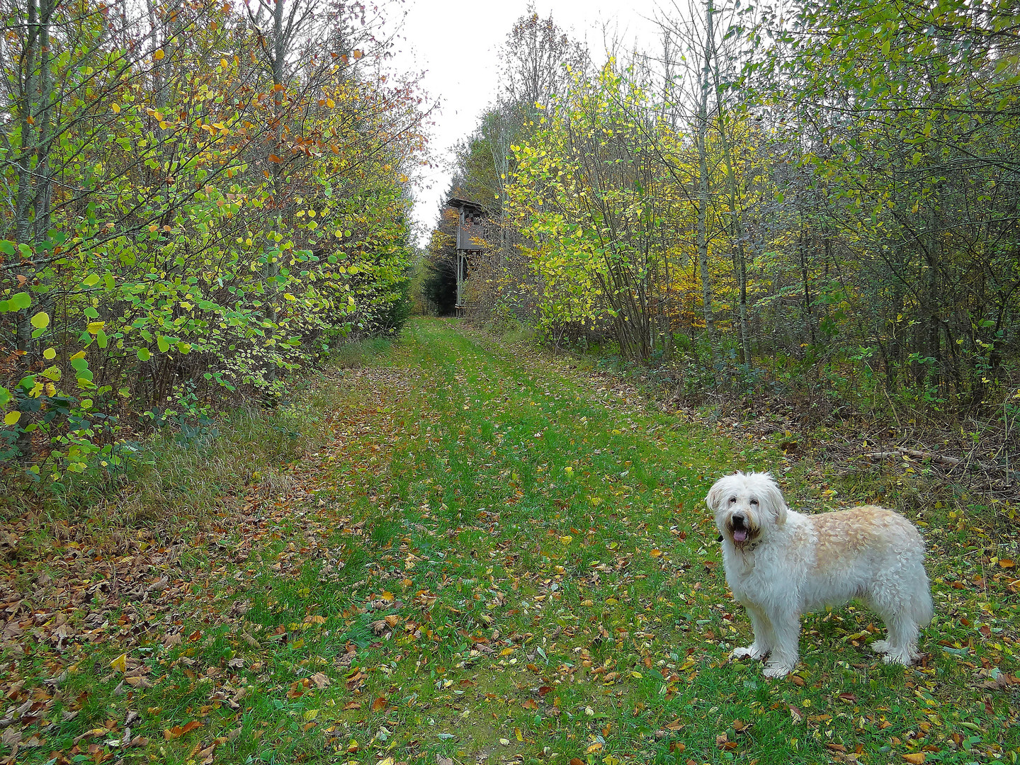 Sam im Oktober 2013