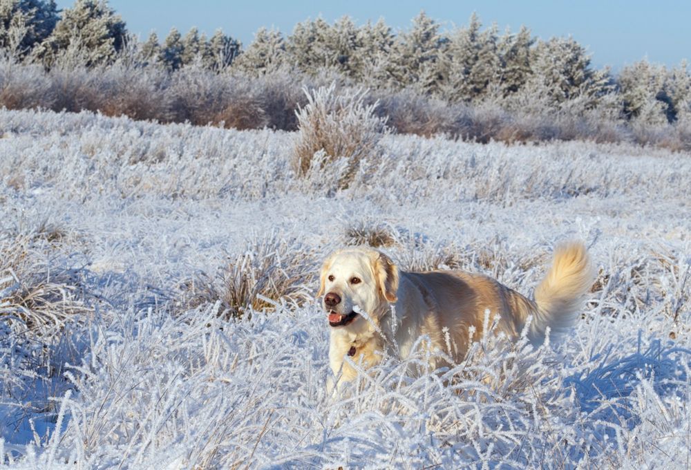 Sam im Schnee