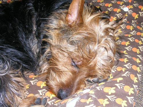 Sam ist müde, furchtbar müde