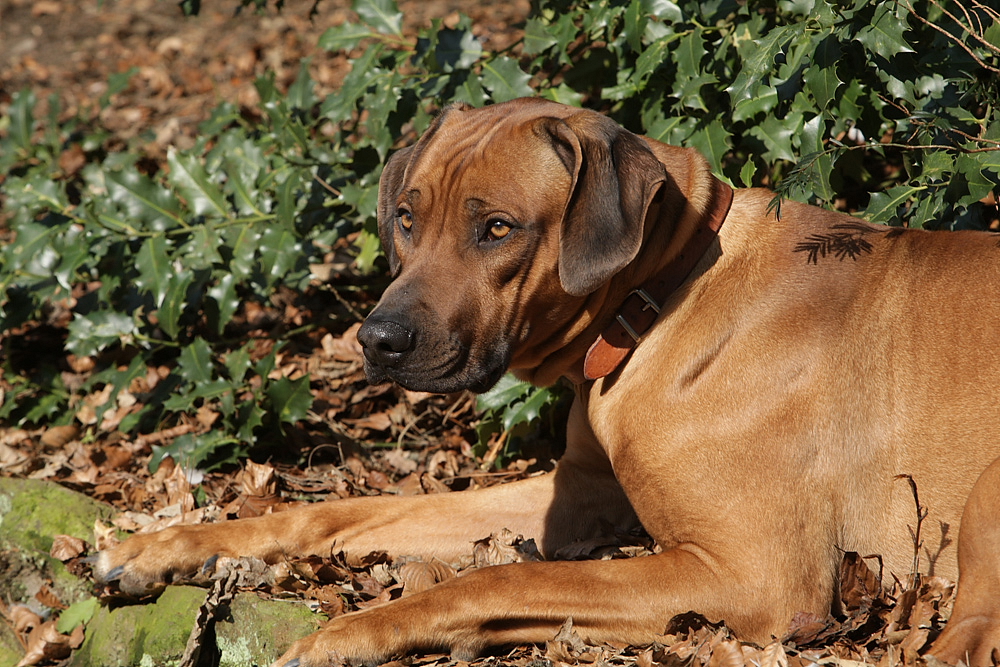 Sam junger Ridgebackrüde