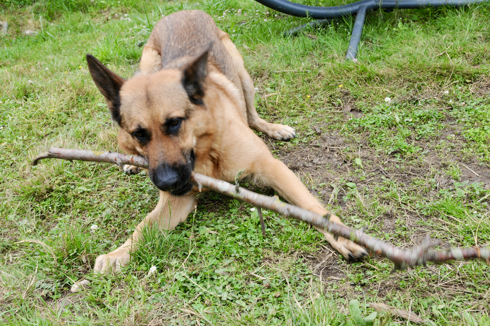 Sam, unser Schäferhund 