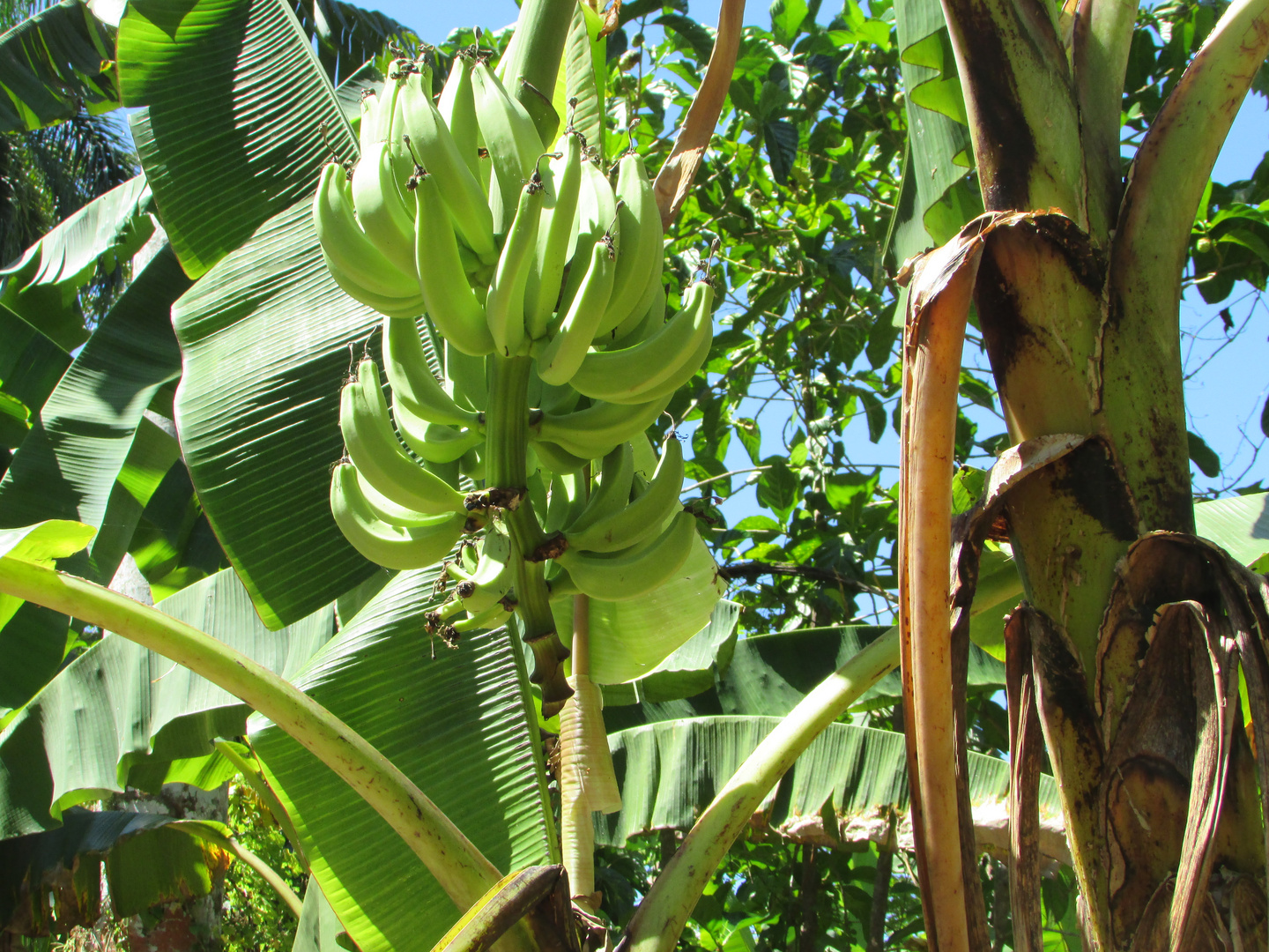 Samana Bananenplantage