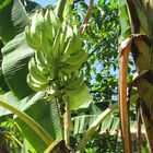 Samana Bananenplantage