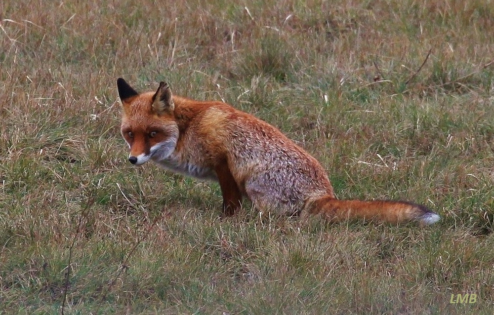 Samantha - der Flughafenfuchs