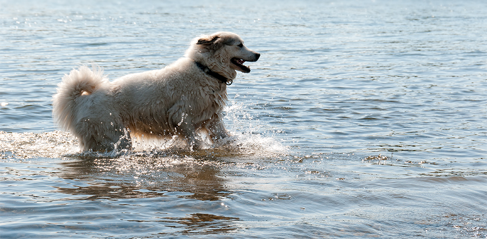 Samantha im Rhein