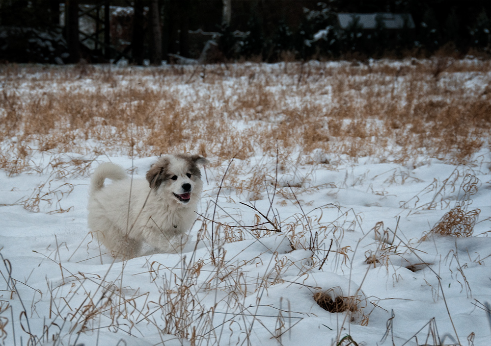 Samantha im Schnee