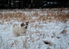 Samantha im Schnee