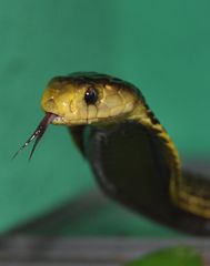 Samar-Kobra ( Naja samarensis )