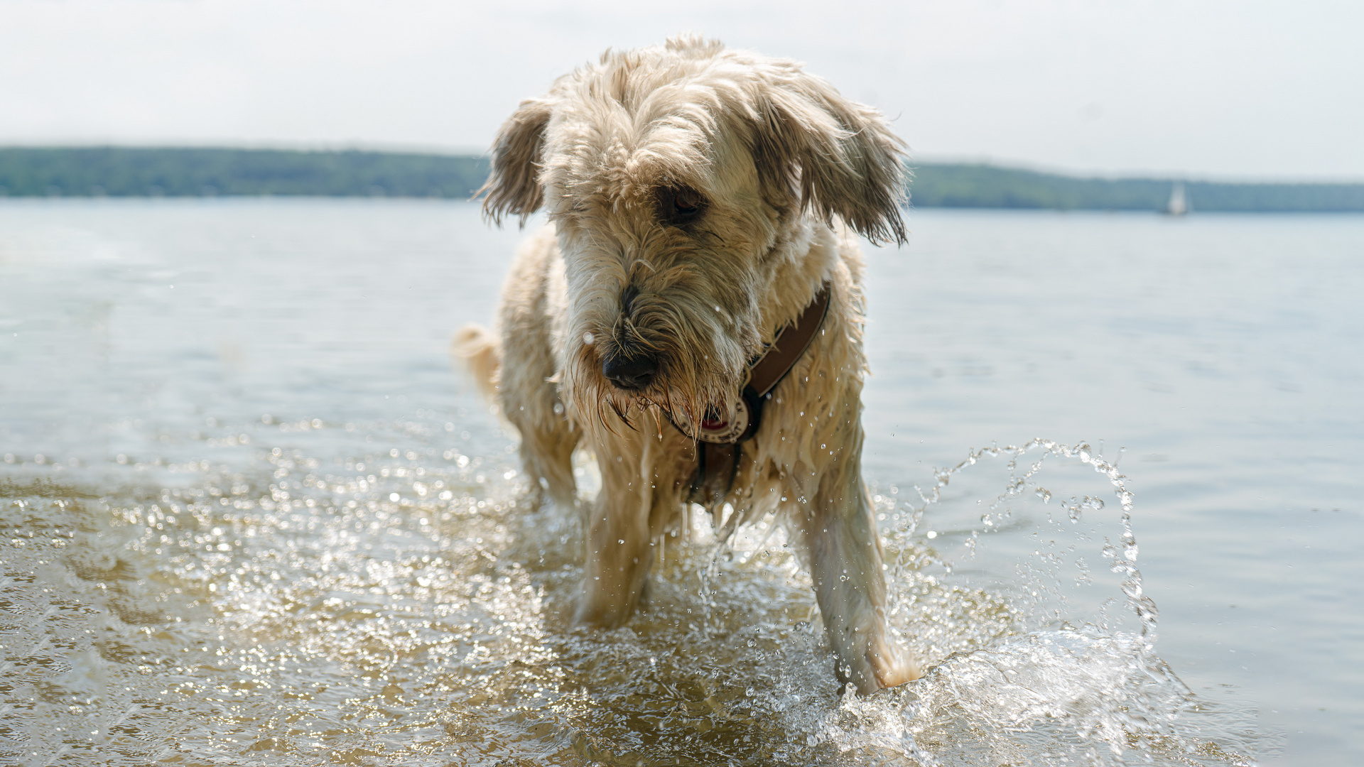 Samba tanzt Samba im Wasser