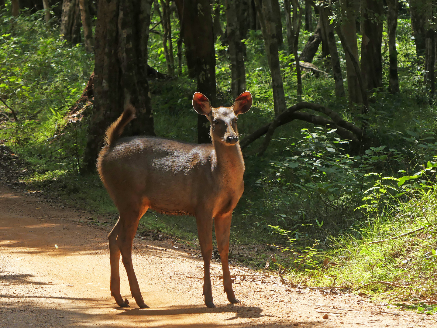 Sambar