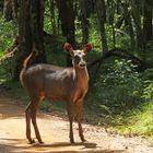 Sambar