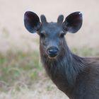 Sambar Deer