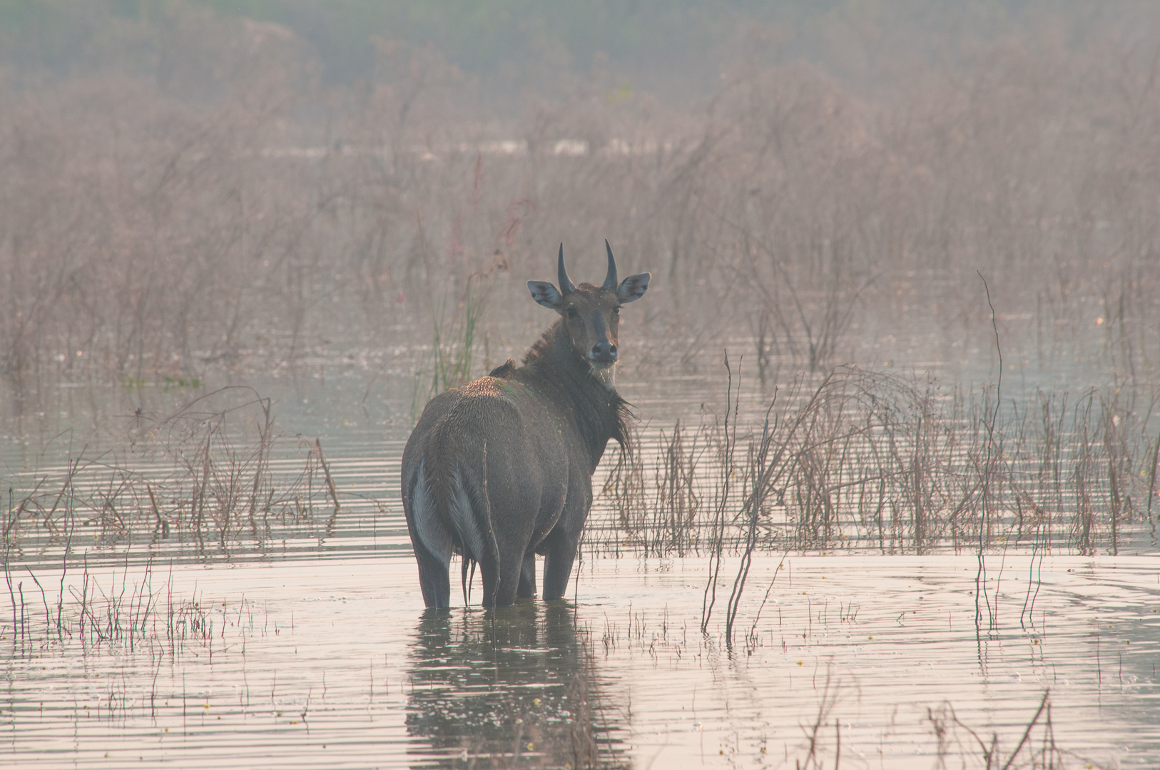 Sambar Deer, der Blick zurück