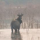 Sambar Deer, der Blick zurück