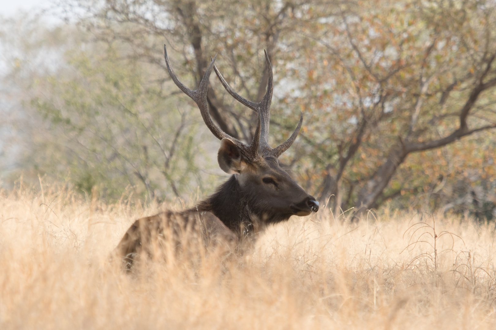 Sambarhirsch (Rusa unicolor)