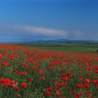 Sambleben im Mohn