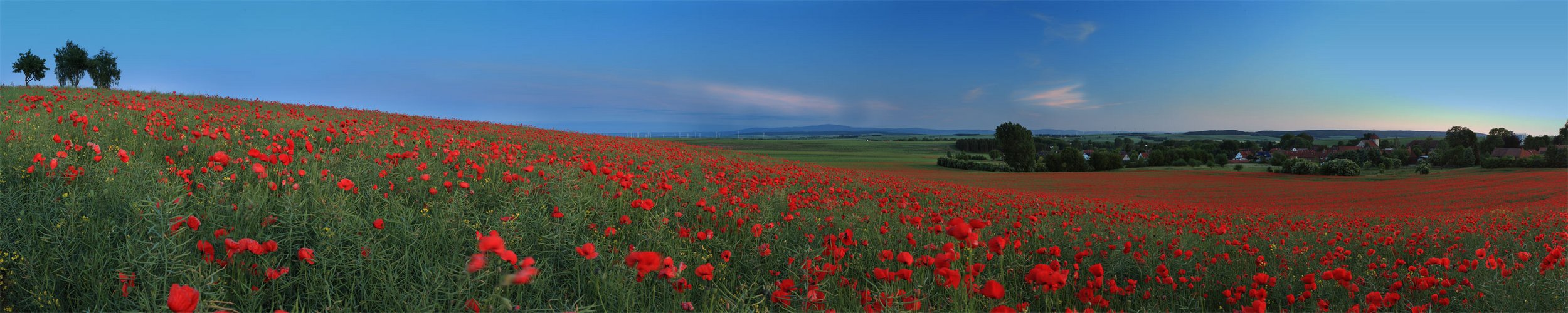 Sambleben im Mohn