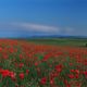 Sambleben im Mohn