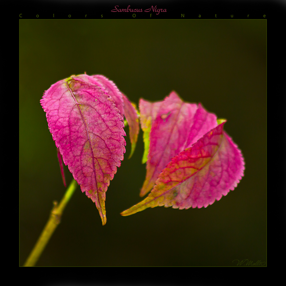 Sambucus Nigra