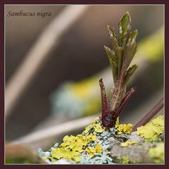 Sambucus nigra