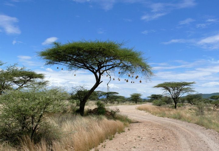 Samburu