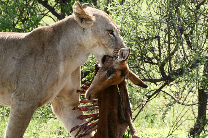 Samburu