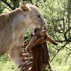 Samburu