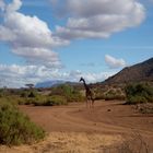 *** SAMBURU am MORGEN  ***