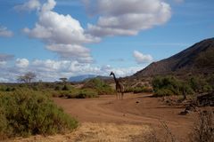 *** SAMBURU am MORGEN  ***