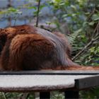 Samburu - die Katze auf dem heißen Blechdach ...