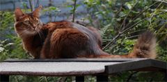 Samburu - die Katze auf dem heißen Blechdach ...