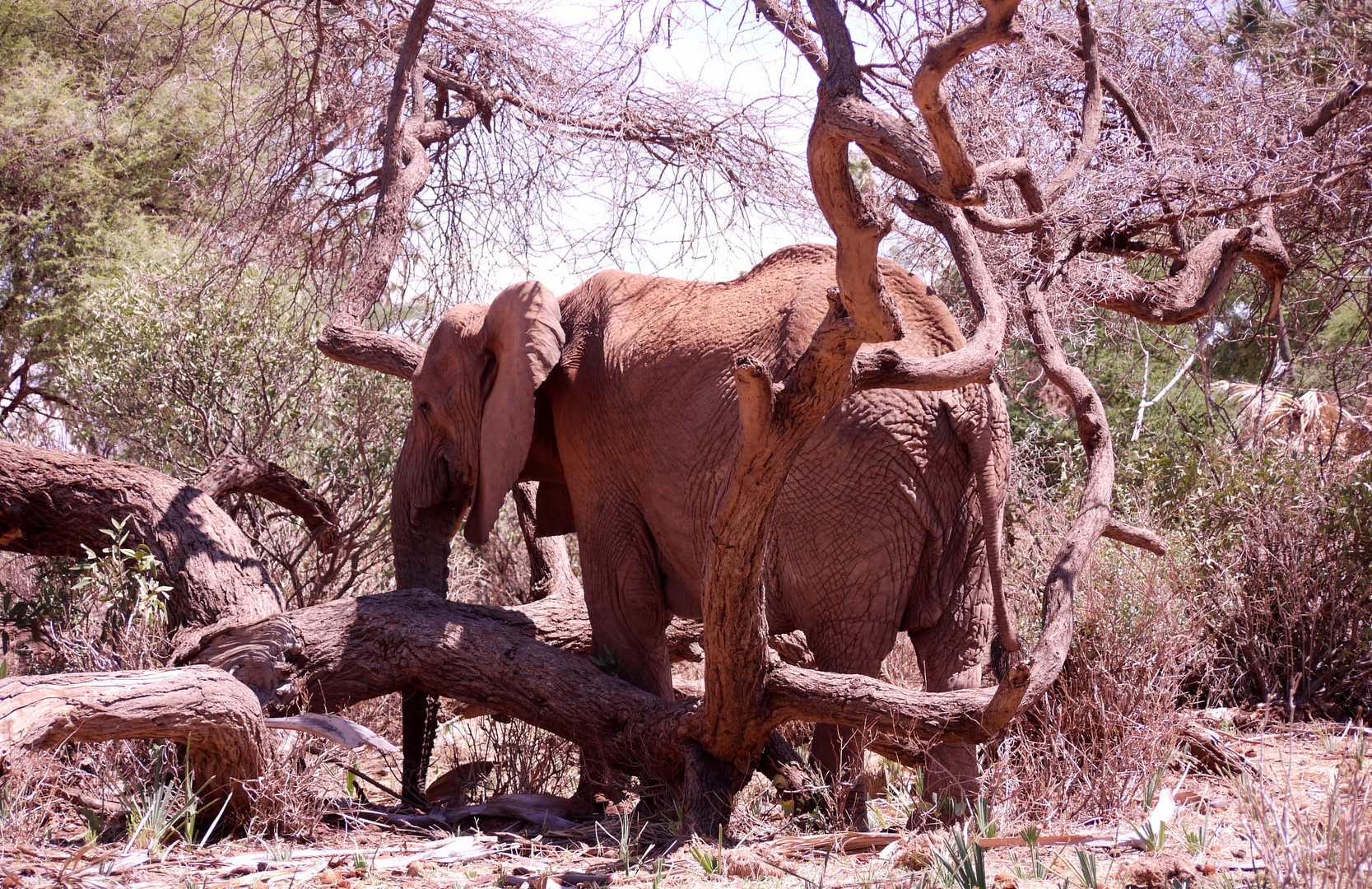 Samburu Kenia