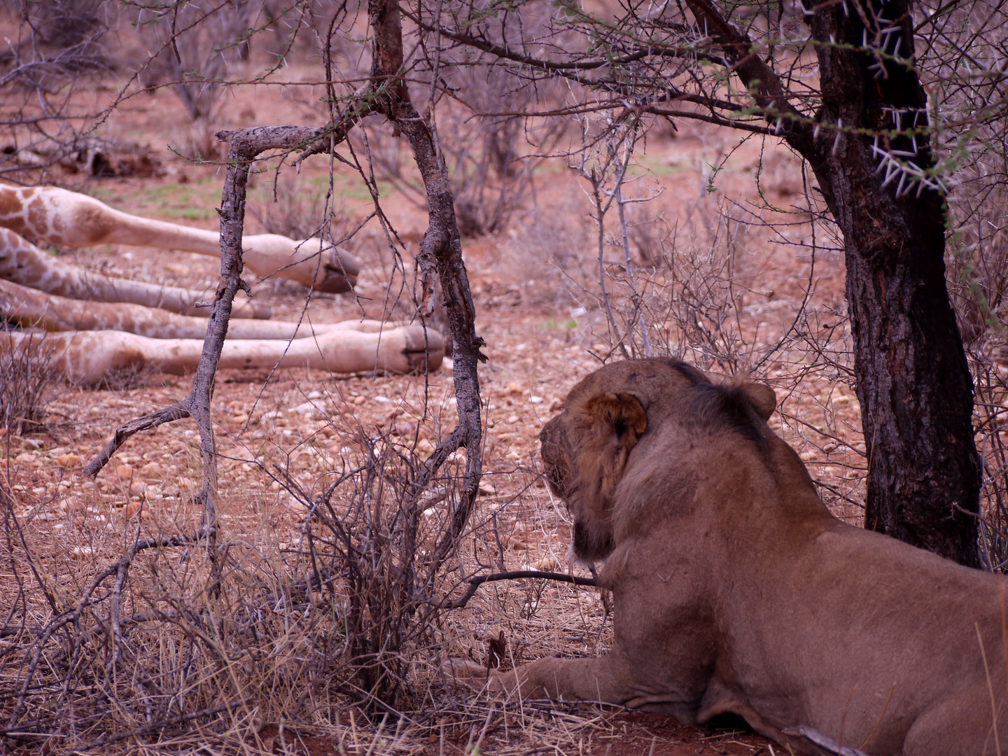 Samburu- Löwenmann