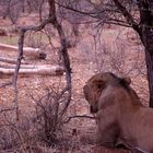 Samburu- Löwenmann