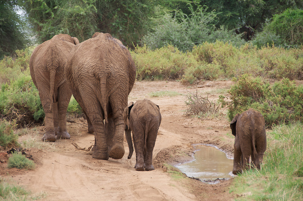 Samburu National Reserve / Kenya -2-