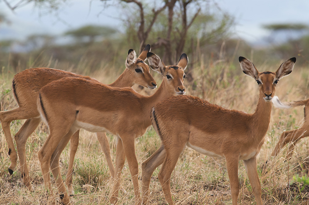 Samburu National Reserve / Kenya -3-
