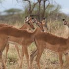 Samburu National Reserve / Kenya -3-