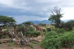 Samburu National Reserve / Kenya -4-