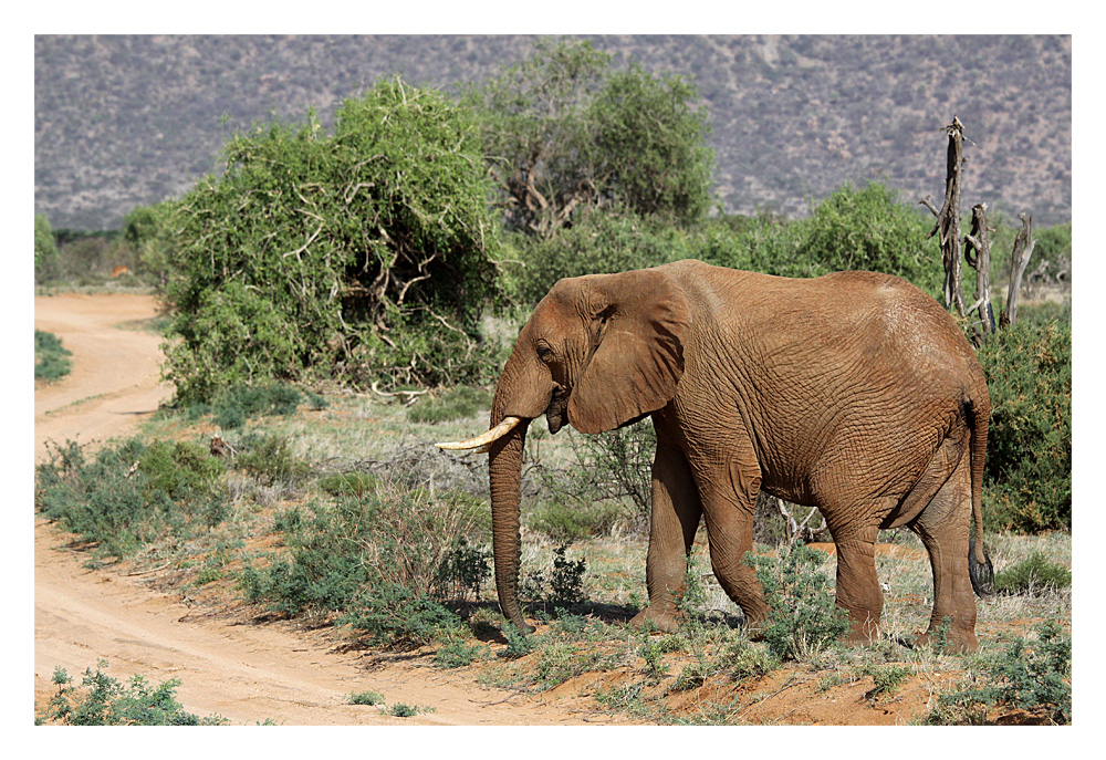 Samburu Nationalpark