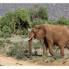 Samburu Nationalpark