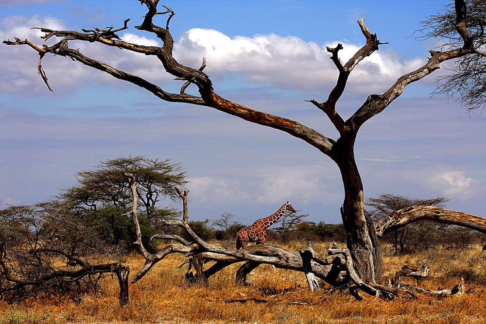 Samburu Nationalpark